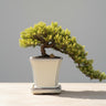 πΏ Trained Juniper Bonsai Tree β 7 Years Old (Cascade Style)