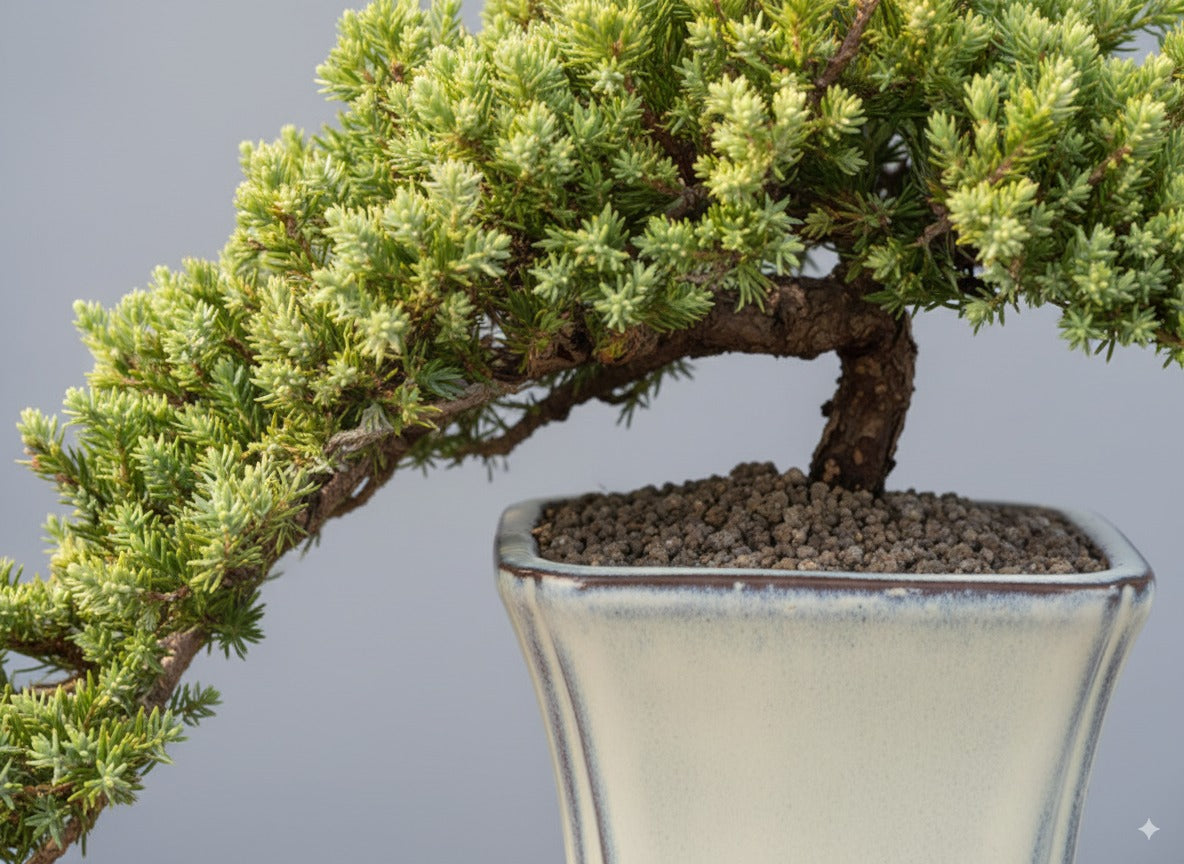 πΏ Trained Juniper Bonsai Tree β 7 Years Old (Cascade Style)