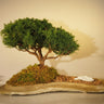 🪨 Shimpaku Juniper Bonsai – Trained(12-Years-Old)