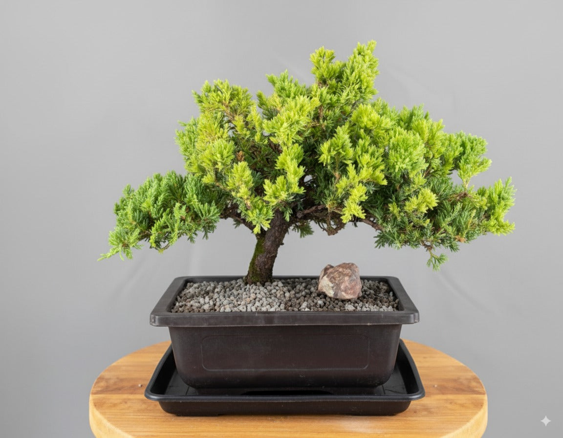 🌿 Juniper Bonsai Tree – Trained (juniper procumbens nana)