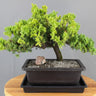 🌿 Juniper Bonsai Tree – Trained (juniper procumbens nana)