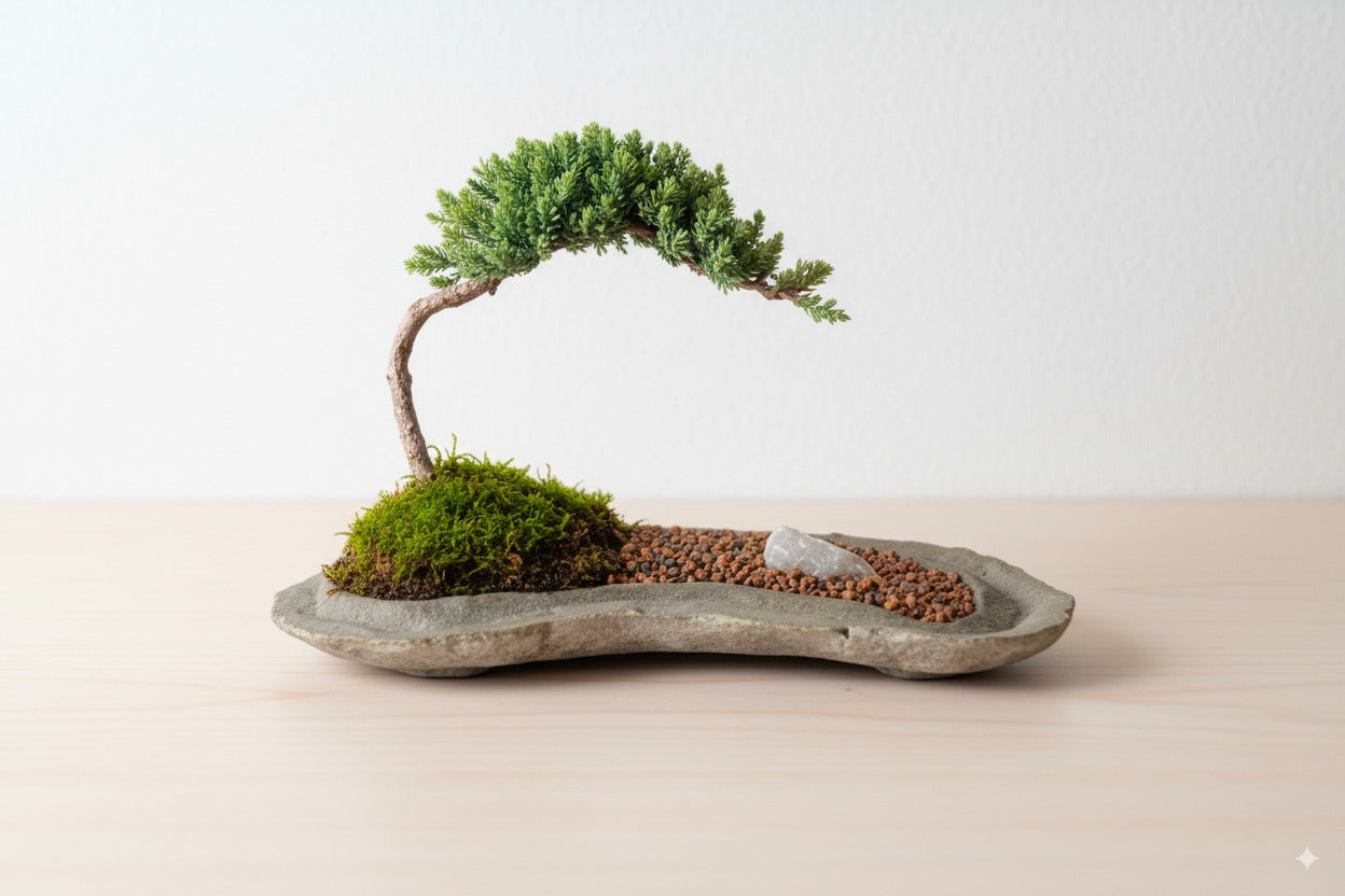 🪨 Juniper Bonsai on Rock Slab – A Living Work of Art (8 Years Old)
