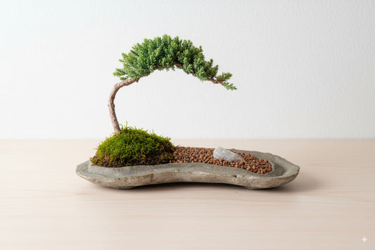 🪨 Juniper Bonsai on Rock Slab – A Living Work of Art (8 Years Old)