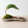 🪨 Juniper Bonsai on Rock Slab – A Living Work of Art (8 Years Old)