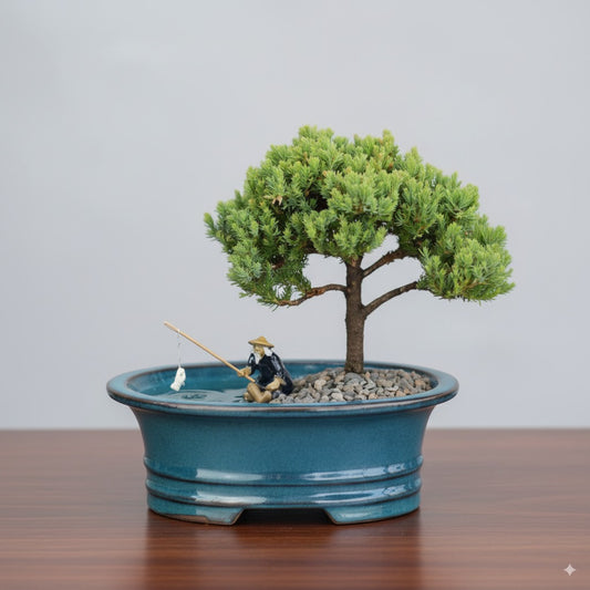 🌊 Trained Upright Juniper Bonsai Tree – 5 Years Old (Land/Water Pot)