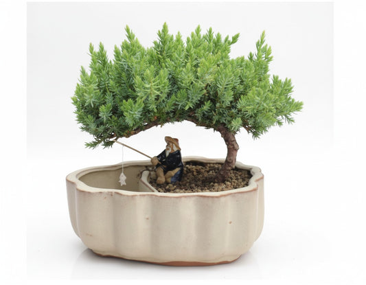 🌊 Trained Juniper Bonsai Tree – 7 Years Old (Medium, Land/Water Pot)