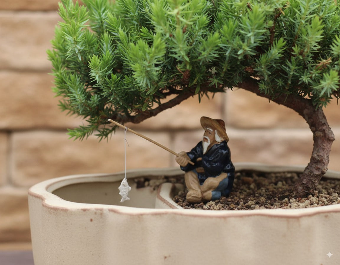 🌊 Trained Juniper Bonsai Tree – 7 Years Old (Medium, Land/Water Pot)