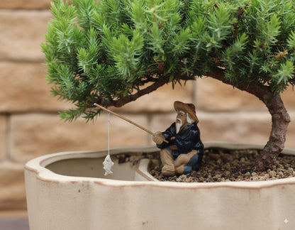 🌊 Trained Juniper Bonsai Tree – 7 Years Old (Medium, Land/Water Pot)