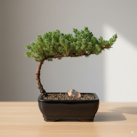 🌿 Trained Juniper Bonsai Tree – 3 Years Old (Small)