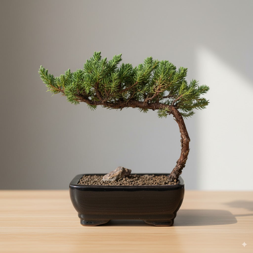 🌿 Trained Juniper Bonsai Tree – 3 Years Old (Small)