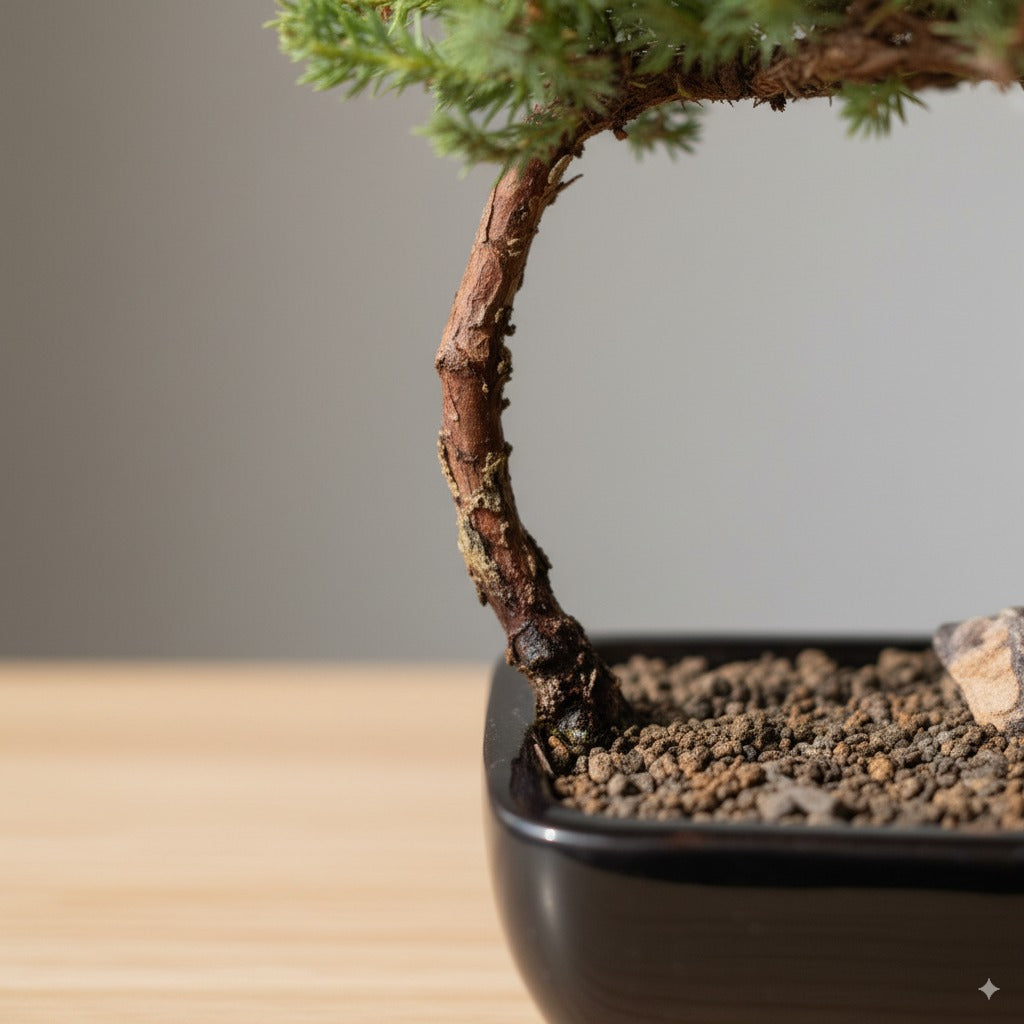🌿 Trained Juniper Bonsai Tree – 3 Years Old (Small)