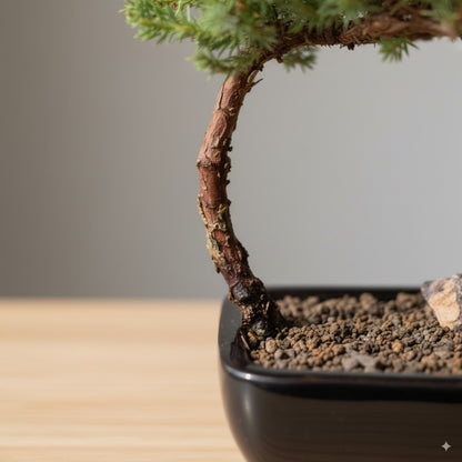 🌿 Trained Juniper Bonsai Tree – 3 Years Old (Small)