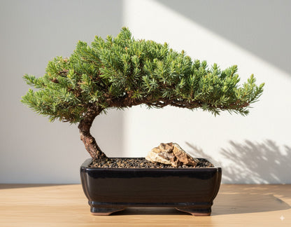 🌿 Trained Juniper Bonsai Tree – 6 Years Old (Medium)