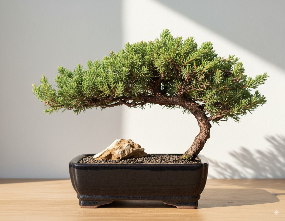 🌿 Trained Juniper Bonsai Tree – 6 Years Old (Medium)