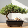 🌿 Trained Juniper Bonsai Tree – 6 Years Old (Medium)