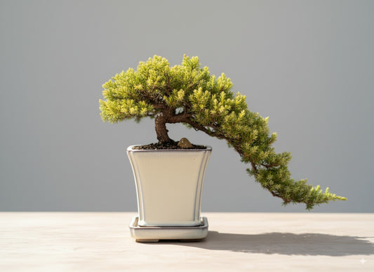 🌿 Trained Juniper Bonsai Tree – 7 Years Old (Cascade Style)
