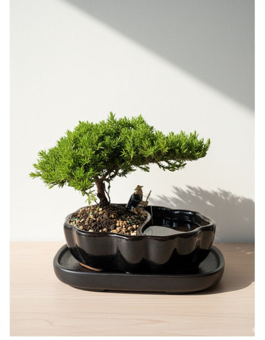 Juniper Bonsai in Zen Reflections Pot, SMALL