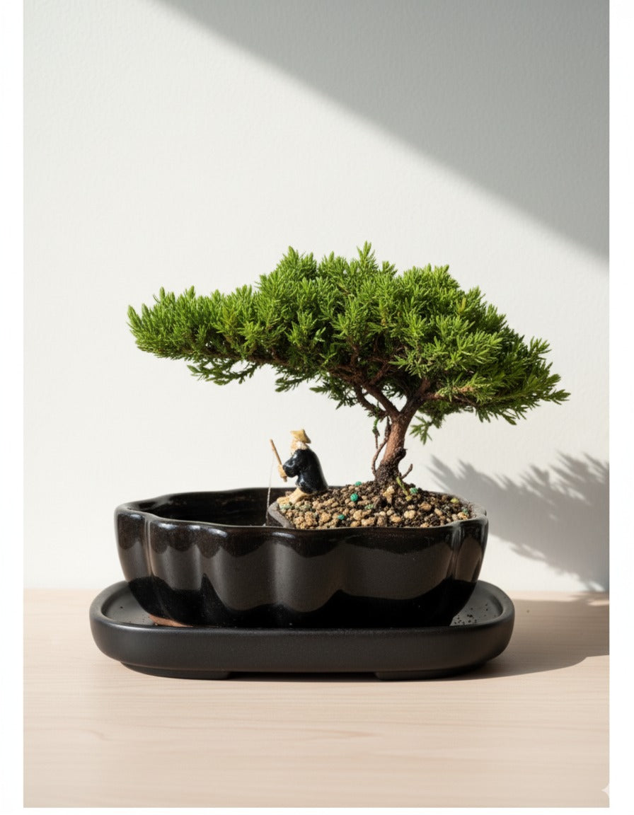 Juniper Bonsai in Zen Reflections Pot, SMALL