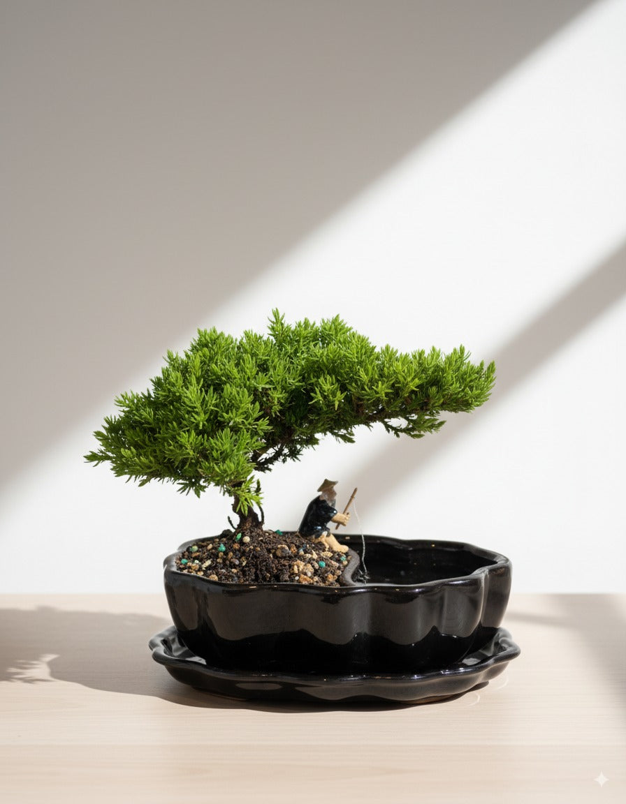 Juniper Bonsai in Zen Reflections Pot, SMALL