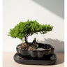Juniper Bonsai in Zen Reflections Pot, SMALL