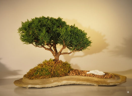 🪨 Shimpaku Juniper Bonsai – Trained(12-Years-Old)