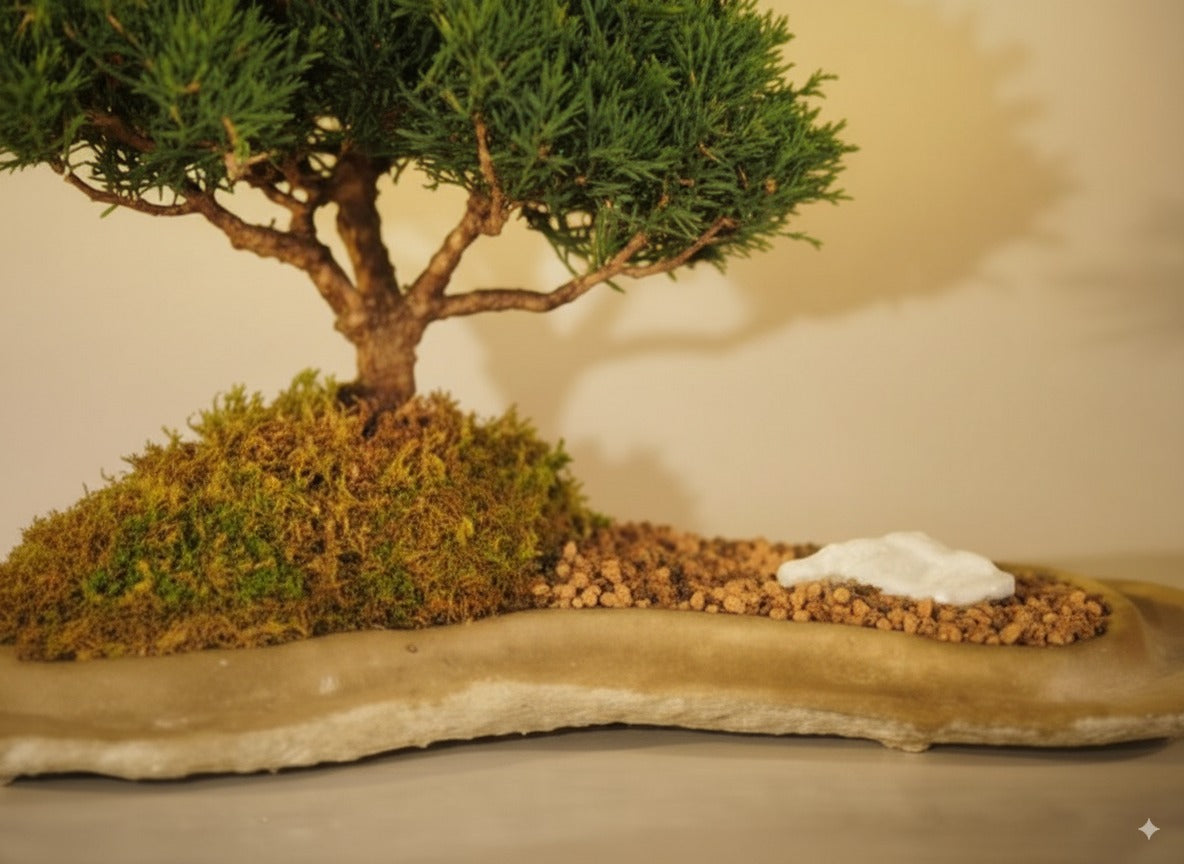 🪨 Shimpaku Juniper Bonsai – Trained(12-Years-Old)