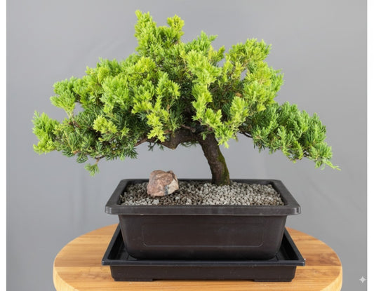 🌿 Juniper Bonsai Tree – Trained (juniper procumbens nana)