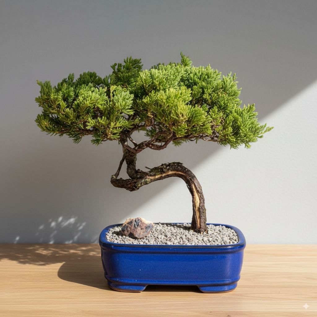 🌿 Juniper Bonsai Tree – 21 Years of Living Art