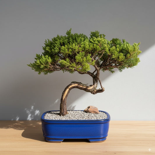🌿 Juniper Bonsai Tree – 21 Years of Living Art