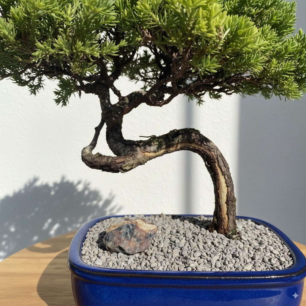 🌿 Juniper Bonsai Tree – 21 Years of Living Art